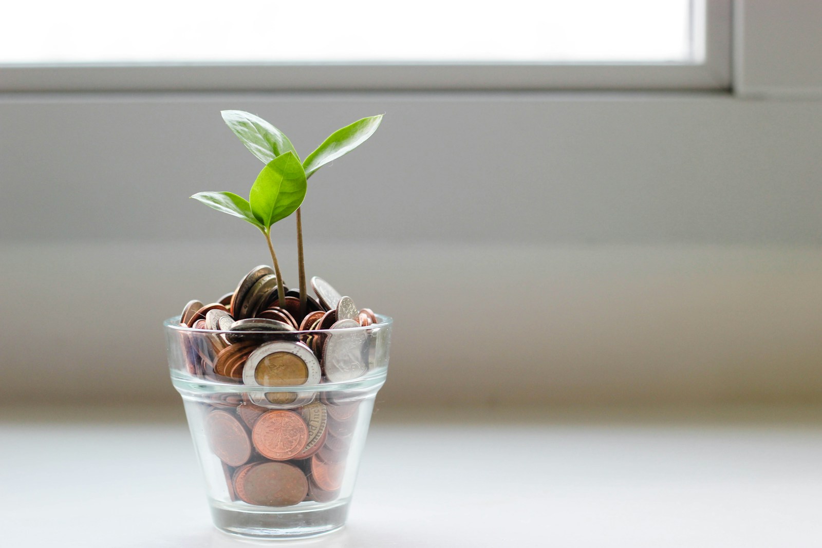 green plant in clear glass cup planted in coins